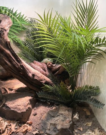This picture taken at the Amphibians and Reptiles exhibit at the Sedgwick County Zoo showcases a frog and snake resting together in their enclosure. Their entire habitat is the white walls and fake plants shown in the image.