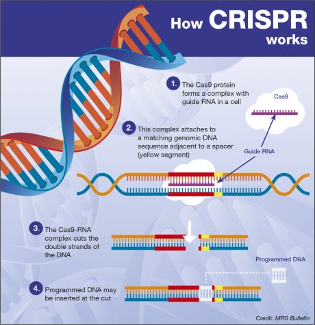 Infographic courtesy of the Materials Research Society at Cambridge University