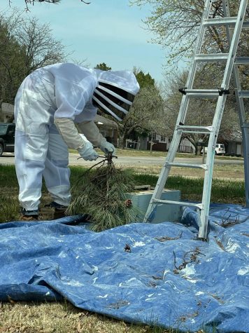 Industrial arts teacher Zach Cooper gathers a swarm of bees in a tree. Cooper has been beekeeping for a year.